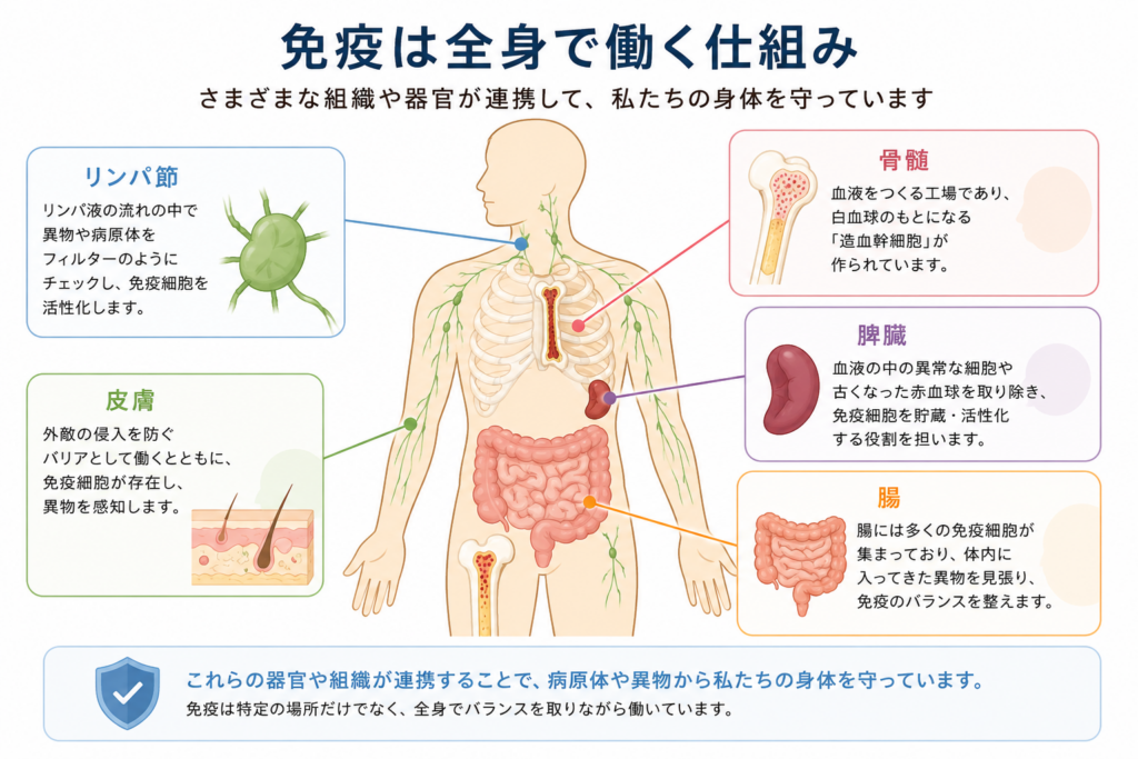 免疫は全身で働く仕組み